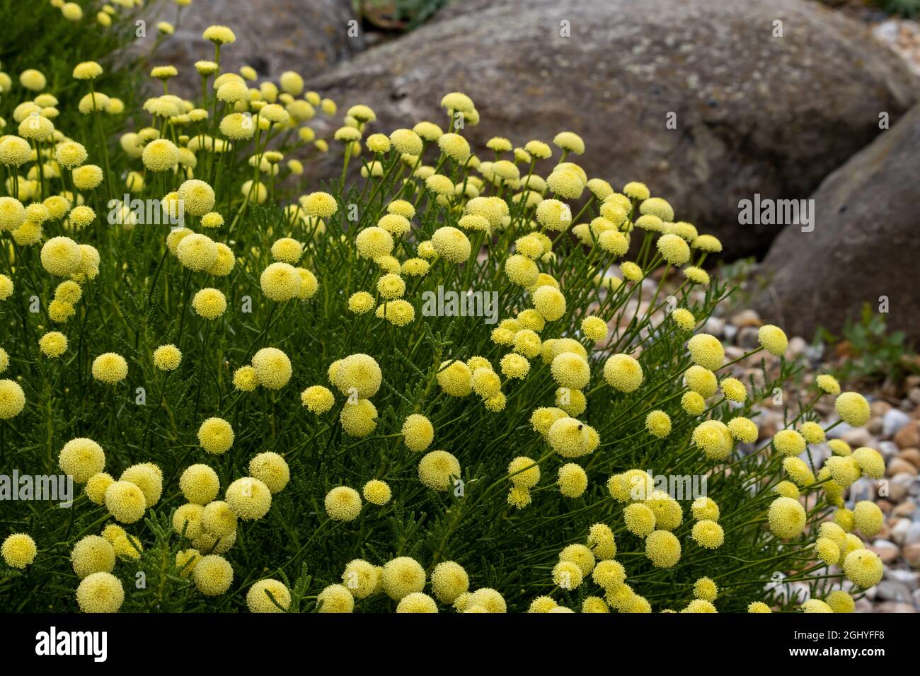 Santolina rosmarinifolia Primrose Gem plant in flower in summer Stock Photo