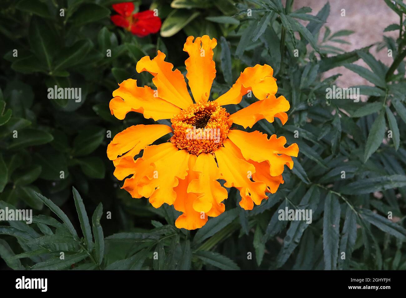 Tagetes erecta ‘Crackerjack Mixed’ African marigold Crackerjack Mixed single orange flowers
