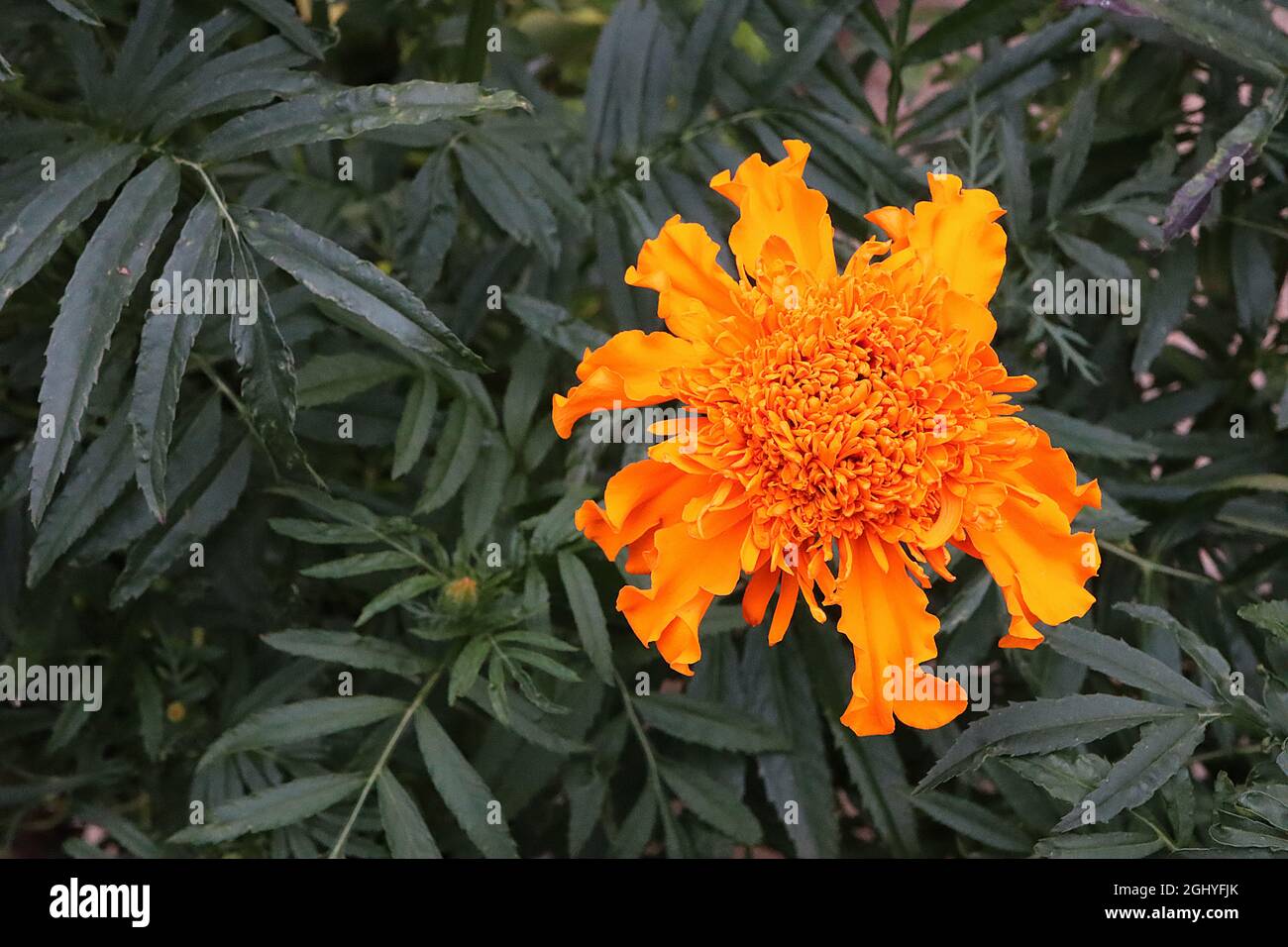 Tagetes erecta ‘Crackerjack Mixed’ African marigold Crackerjack Mixed anemonestyle orange
