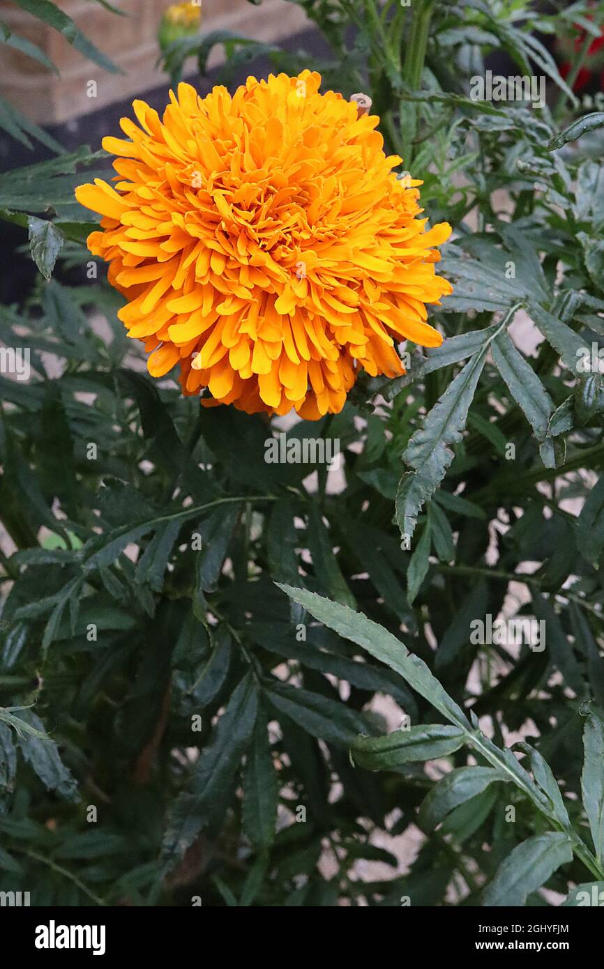 Tagetes erecta ‘Crackerjack Mixed’ African marigold Crackerjack Mixed spherical fully double