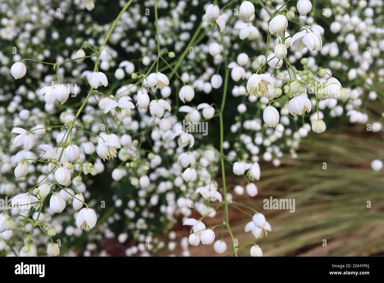 Thalictrum delavayi ‘Album’ Chinese meadow rue Album - airy panicles of pendulous white flowers with long white cream -tipped stamens, tall stems,  UK Stock Photo