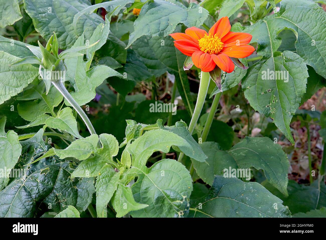 Tithonia rotundifolia ‘Torch’ Mexican sunflower Torch – bright orange daisy-like flowers and mid green broad ovate and deeply lobed leaves,  August,UK Stock Photo