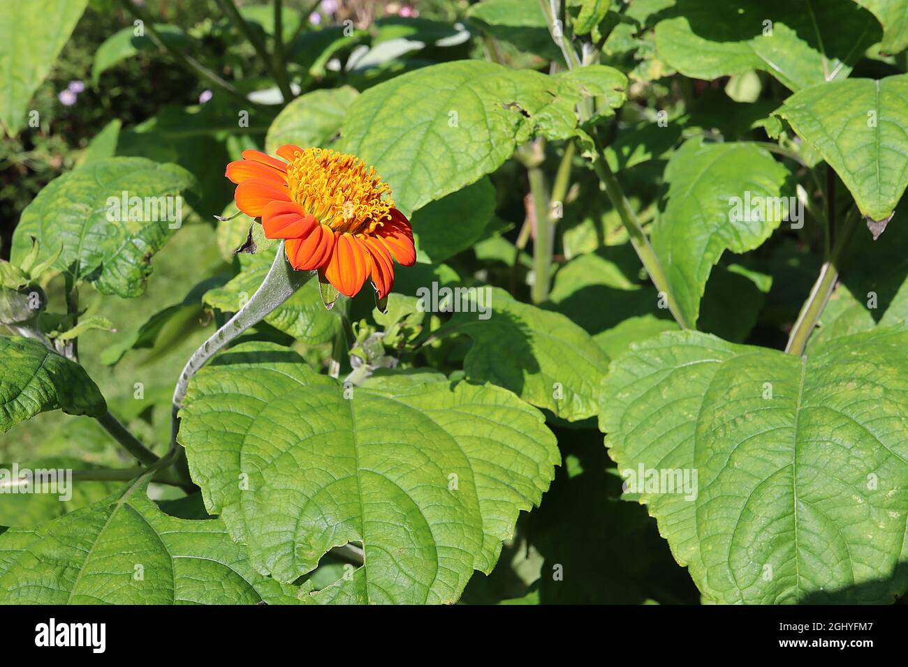 Tithonia rotundifolia ‘Torch’ Mexican sunflower Torch – bright orange daisy-like flowers and mid green broad ovate and deeply lobed leaves,  August,UK Stock Photo