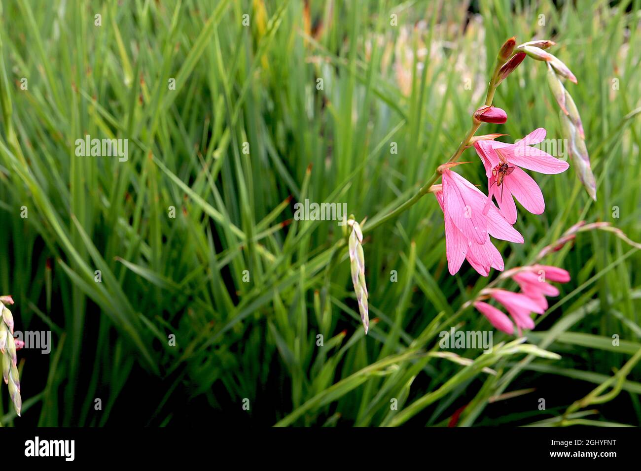 Tritonia disticha subsp rubrolucens  pink montbretia – loose racemes of coral pink flowers and narrow sword-shaped leaves,  August, England, UK Stock Photo