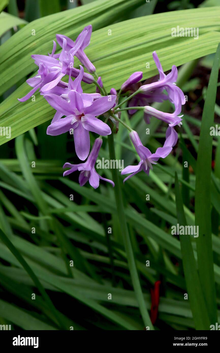 Tulbaghia violacea society garlic – tubular star-shaped violet flowers with purple midbar, August, England, UK Stock Photo