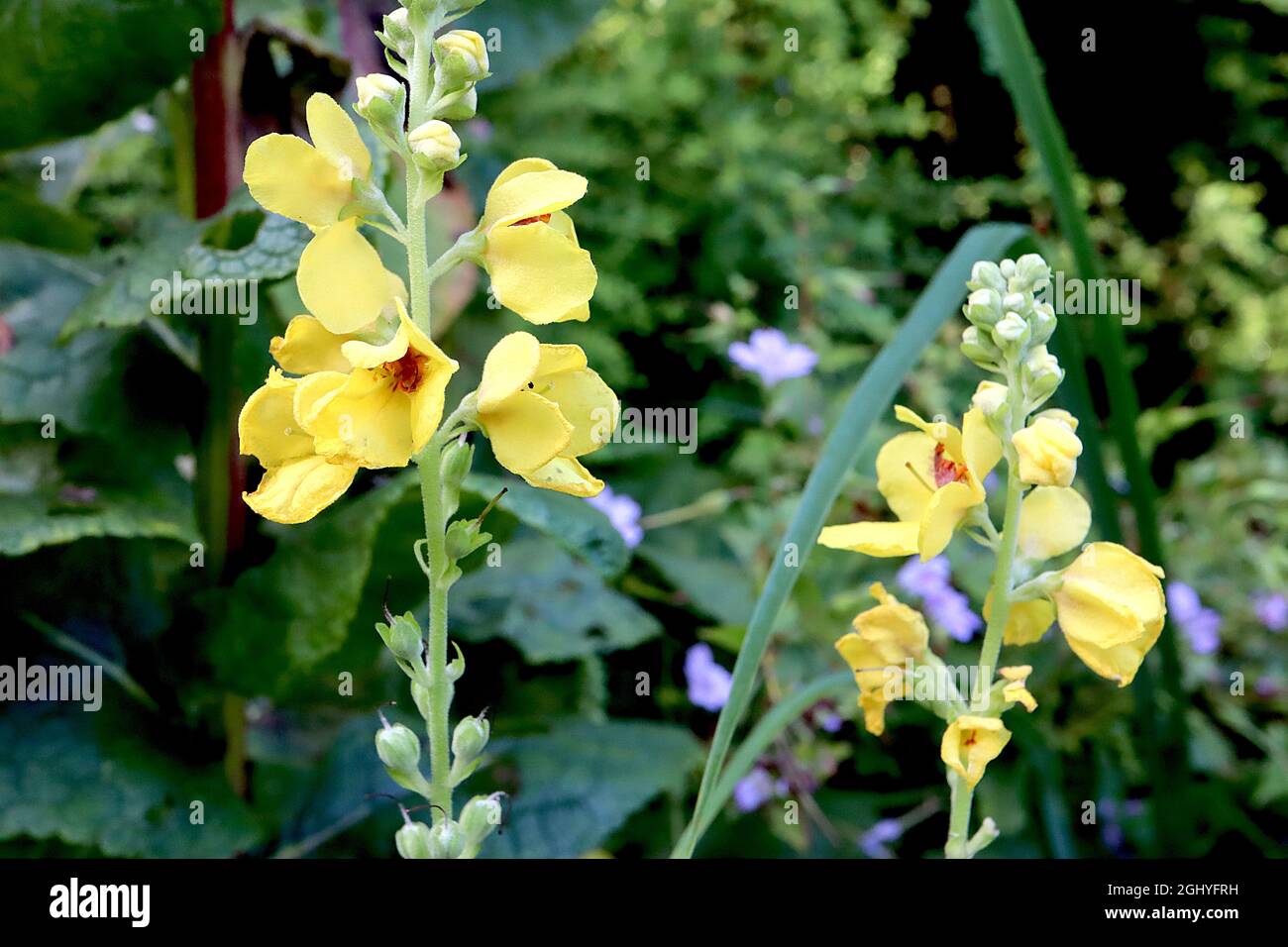 Verbascum chaixii yellow yellow nettle-leaved mullein- loose flower spikes of yellow bowl-shaped flowers with fluffy purple stamens, August, England, Stock Photo