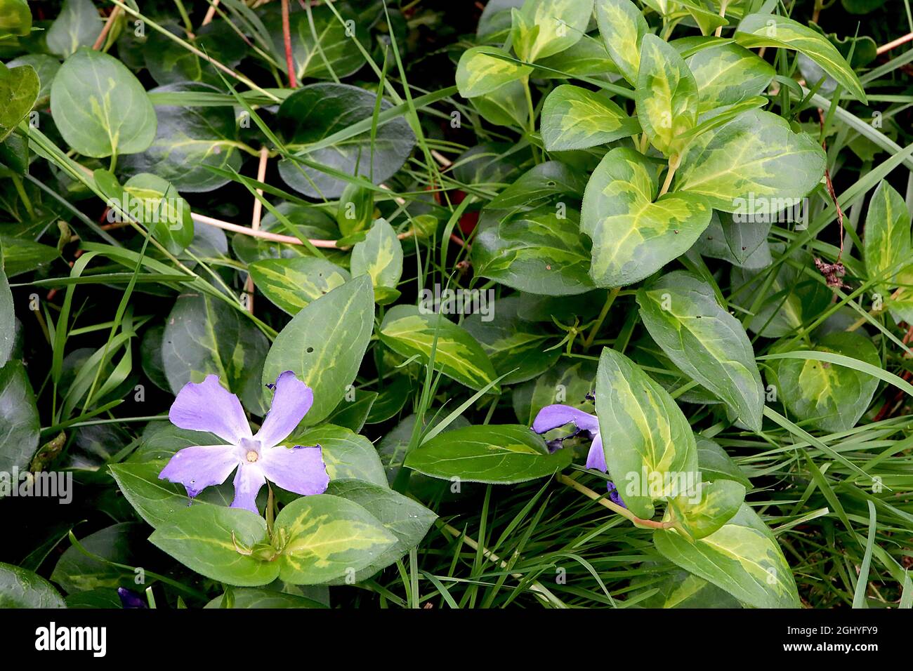 Vinca major ‘Maculata’ greater periwinkle Surrey Marble – violet blue flowers and dark green leaves with lime green splash,  August, England, UK Stock Photo