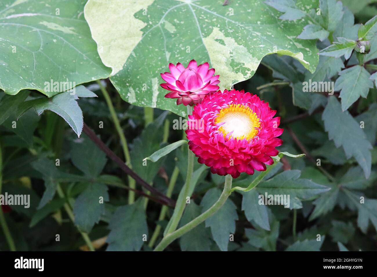 Xerochrysum / Helichrysum bracteatum ‘Monster Rose’ strawflower Monster
