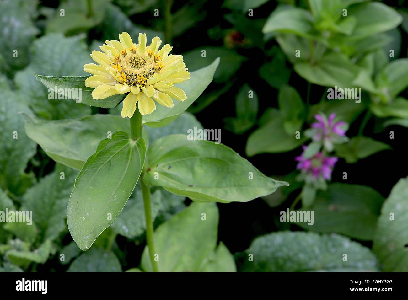 Zinnia elegans ‘Envy’ small semidouble lime green flowers, August
