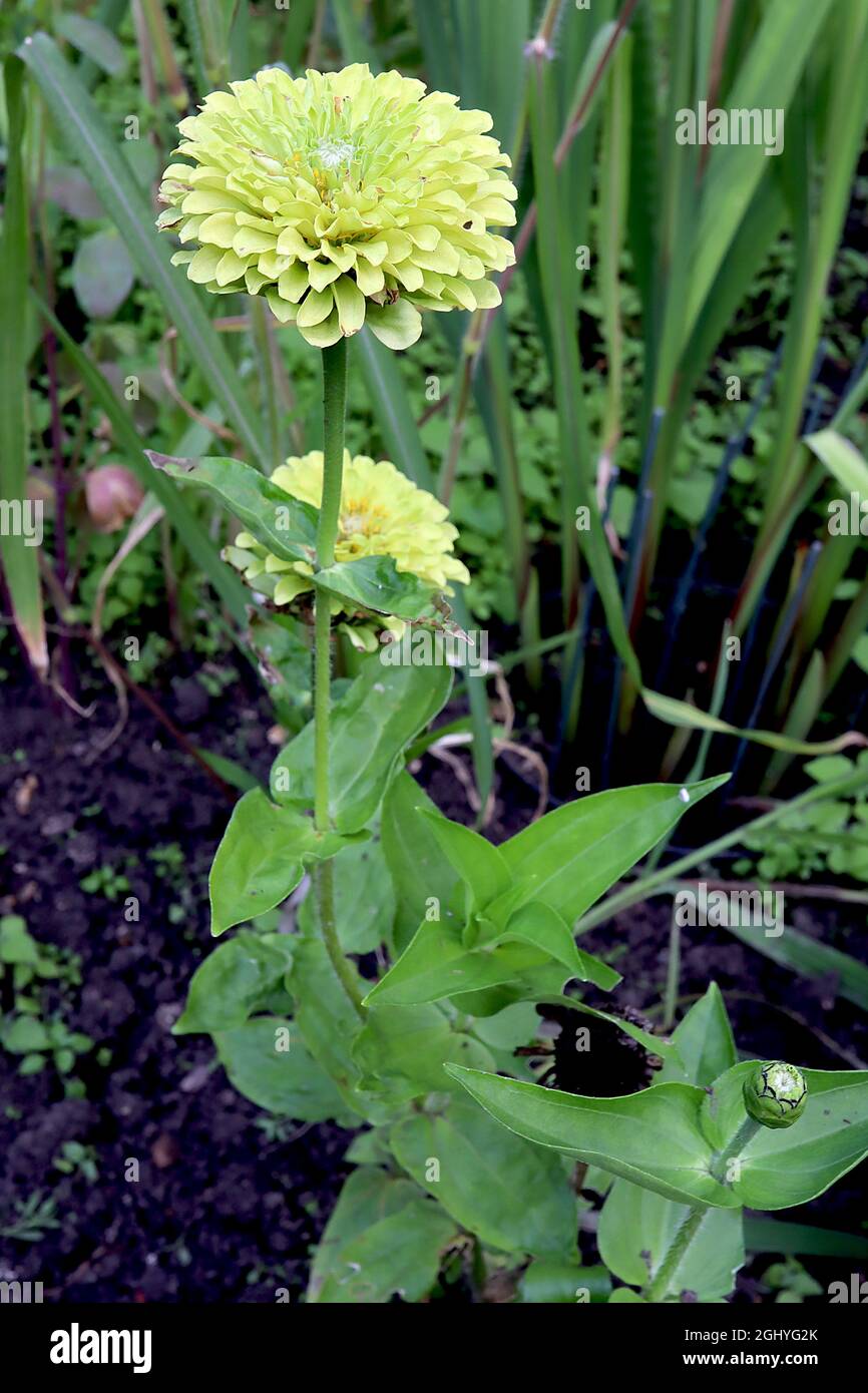 Zinnia elegans ‘Queen Lime’ fully double lime green flowers, August