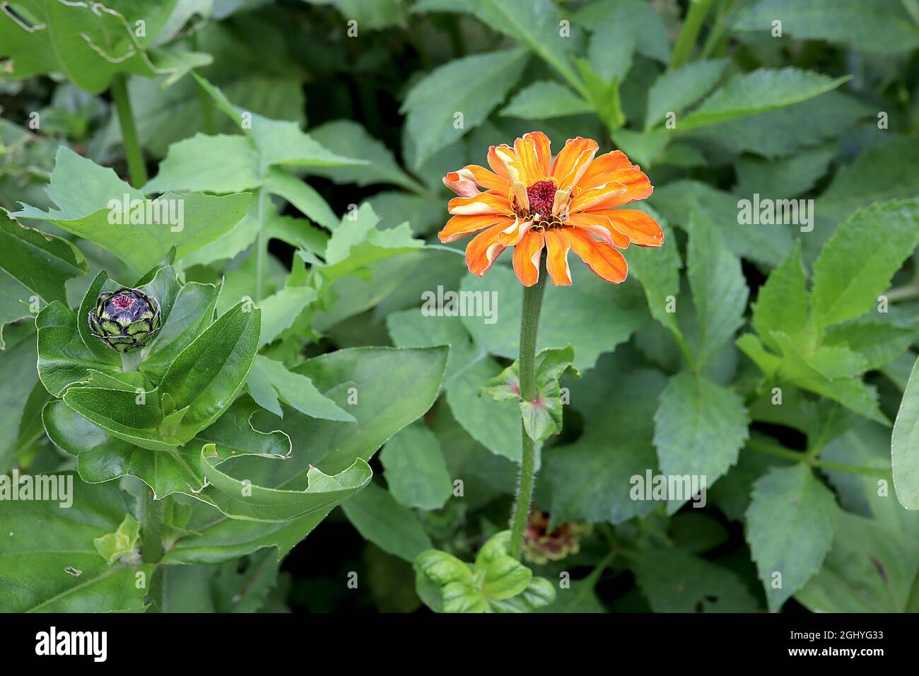 Zinnia elegans ‘Whirligig Mixed’ single orange flowers with red centre