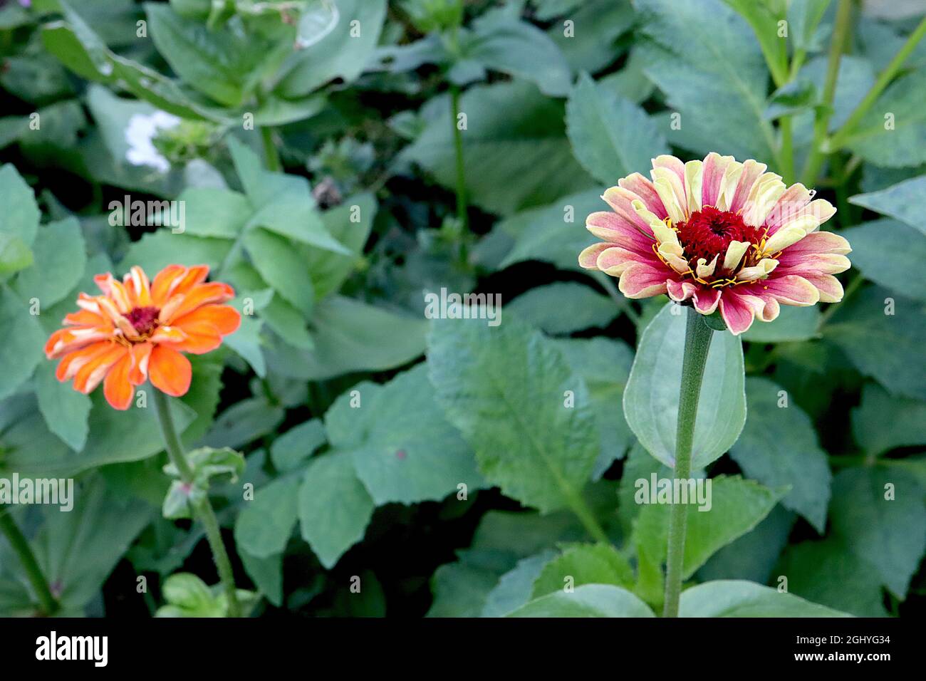 Zinnia elegans ‘Whirligig Mixed’ single orange and dusky pink flowers with red centre,  August, England, UK Stock Photo