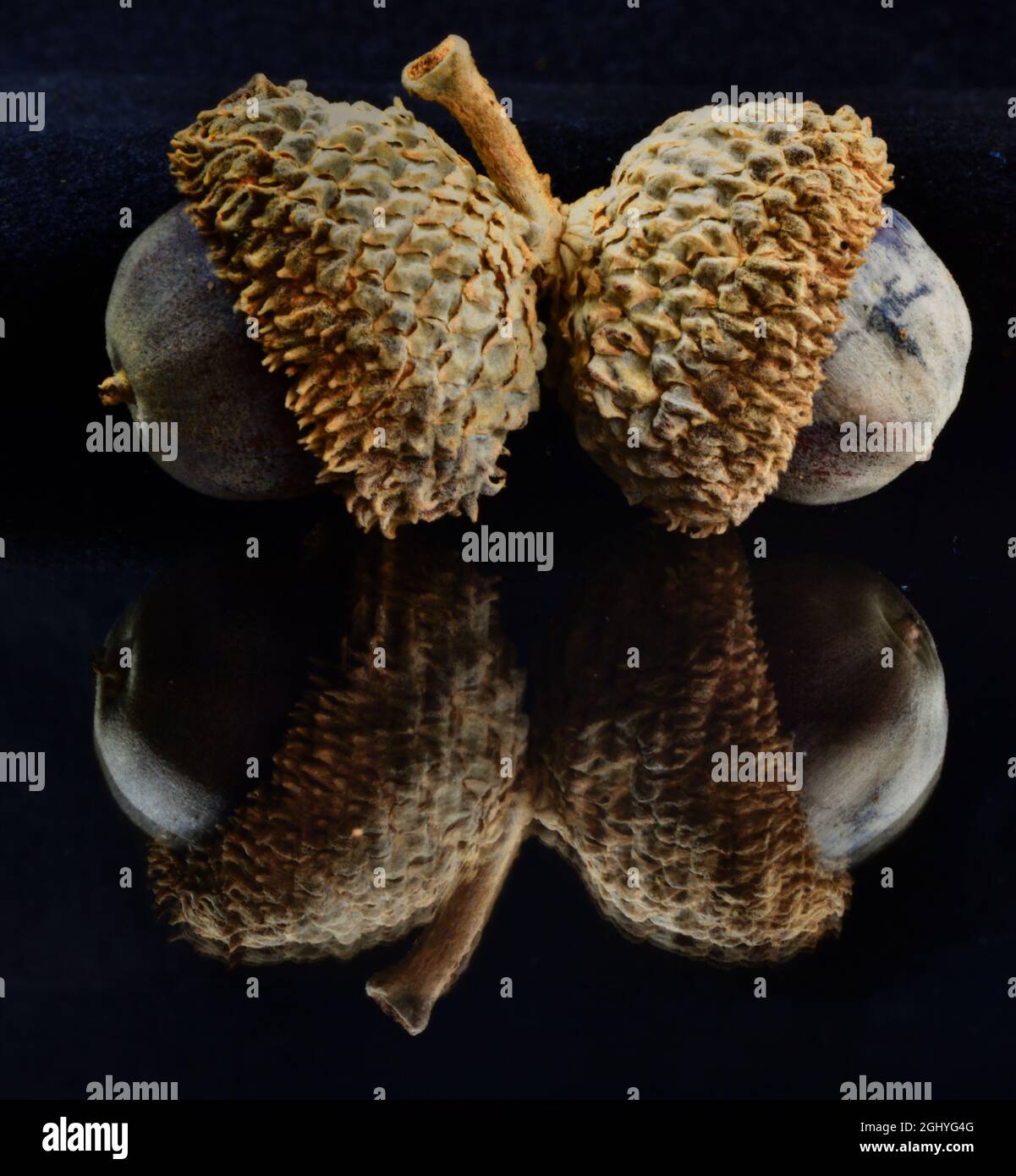A closeup of two Oak acorns reflected on a black background Stock Photo