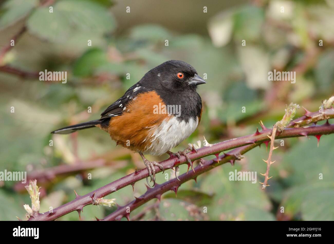 An adult male Spotted Towhee sits perched on invasive Himalayan blackberry vines in a park in Redmond, Washington. Stock Photo