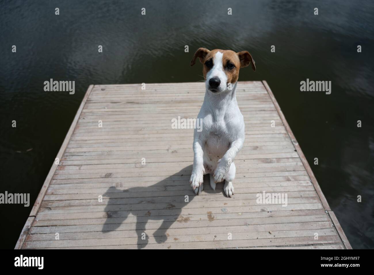 Sad dog jack russell terrier sits alone on the pier by the lake. Stock Photo