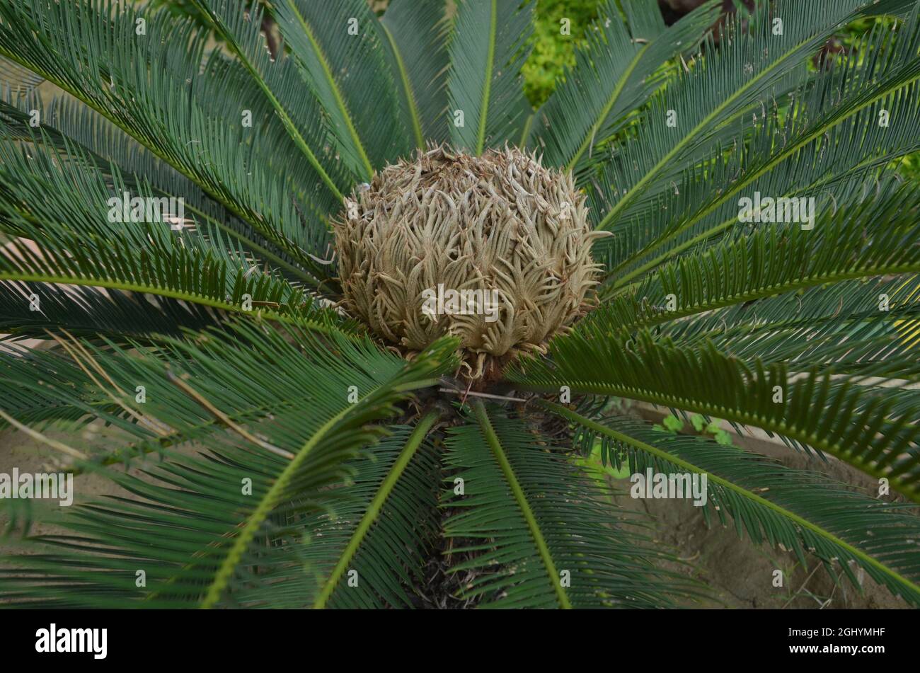 Cycas pectinata plant one of the most attrective plant. commomnly used in parks. Stock Photo