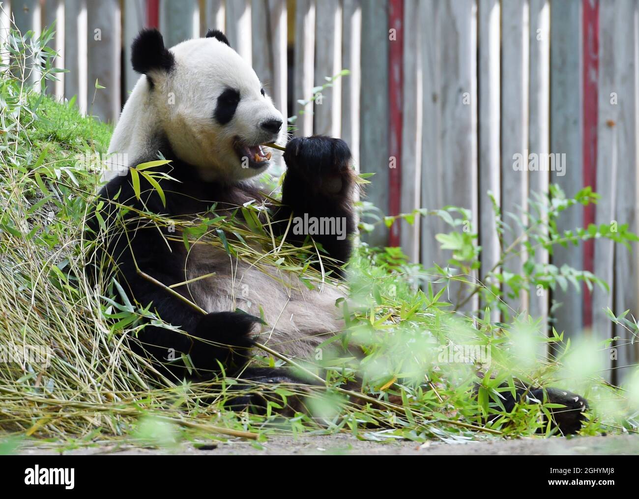 Madrid. 7th Sep, 2021. Photo taken on Sept. 7, 2021 shows a giant panda in  Zoo Aquarium in Madrid, Spain. Two giant panda cubs born in the Madrid Zoo  Aquarium on Monday