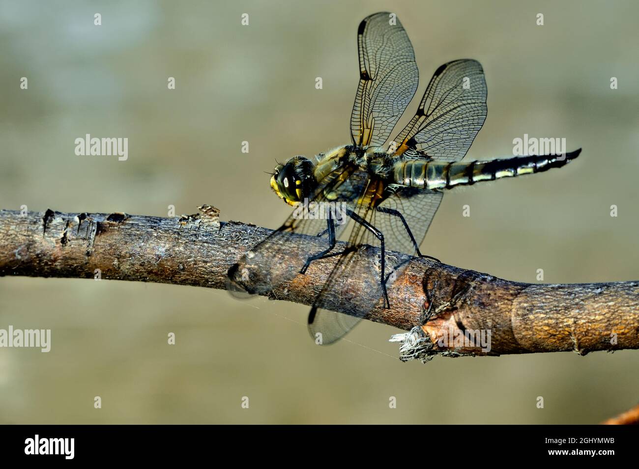 A dragonfly insect perched on a dead branch Stock Photo