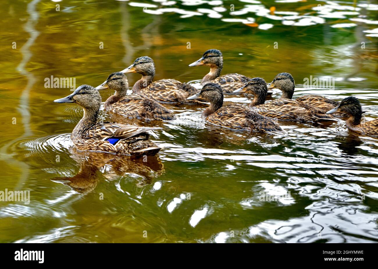A mother mallard duck (Anas platyrhynchos); swims with her flock of grown ducklings in a marsh area in rural Alberta Canada. Stock Photo