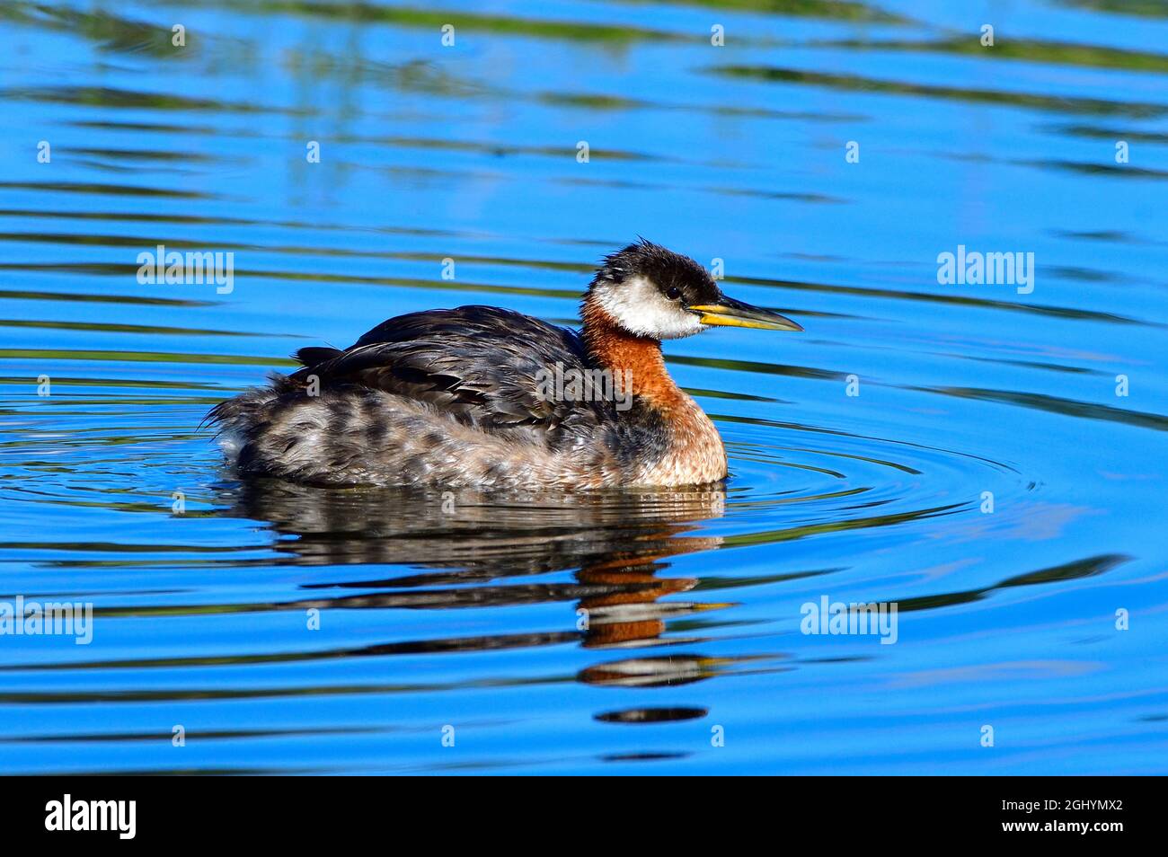 A red-necked grebe "Podiceps grisegena", swimming in the calm waters of a beaver pond in rural Alberta Canada Stock Photo
