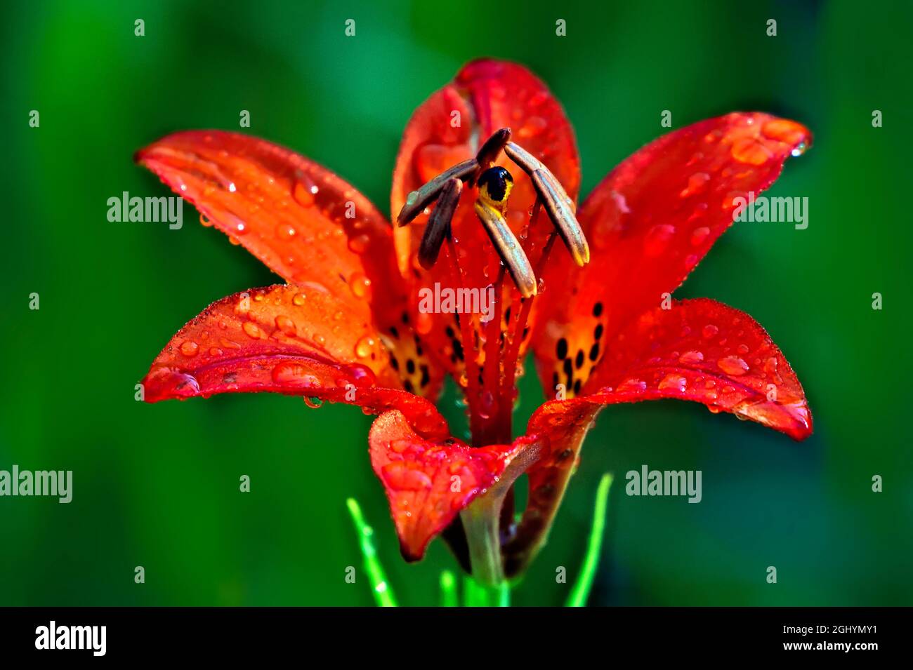A  close up of a Wood Lily (Lilium philadelphicum) blossom in a wooded area in rural Alberta Canada. Stock Photo