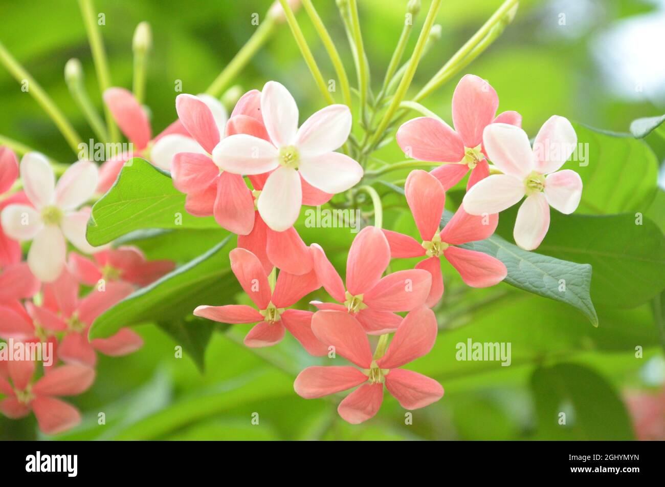 CLOSE UP VIEW OF RED AND WHITE COMBRETUM INDICUM FLOWERS WITH GREEN LEAVES ISOLATED WITH GREEN BLUR BACKGROUND IN PARK IN MORNING SUN LIGHT. Stock Photo