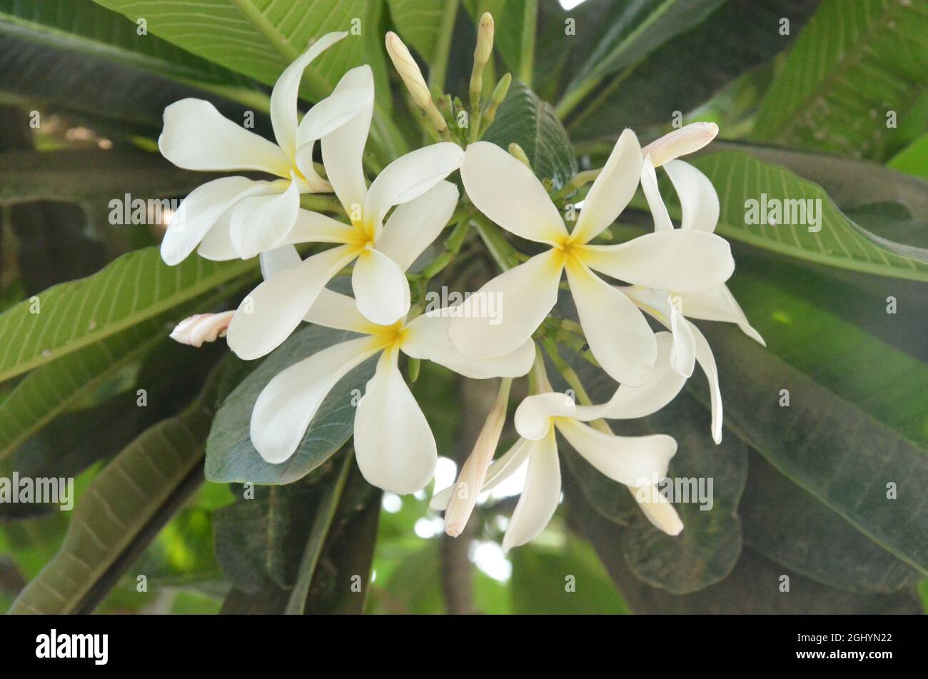 SELECTIVE FOCUS ON MULTIPLE FRANGIPANI FLOWERS WITH GREEN LEAVES. Stock Photo