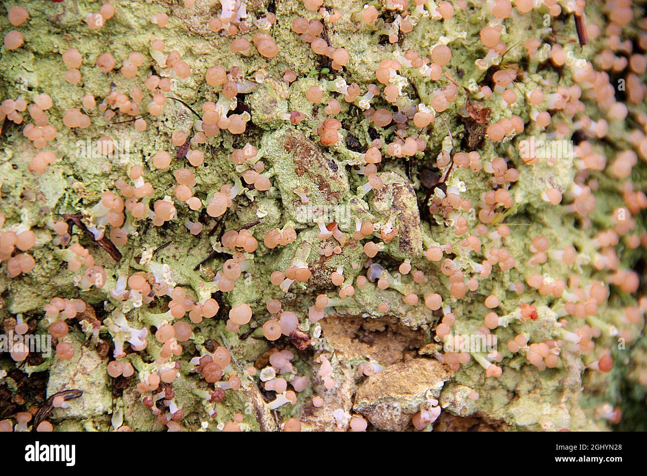 pink dot lichen (Dibaeis or Baeomycetes?) Stock Photo