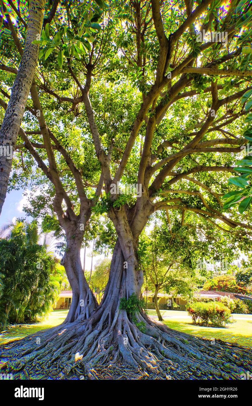 Very large old banyan tree growing on Maui Stock Photo Alamy