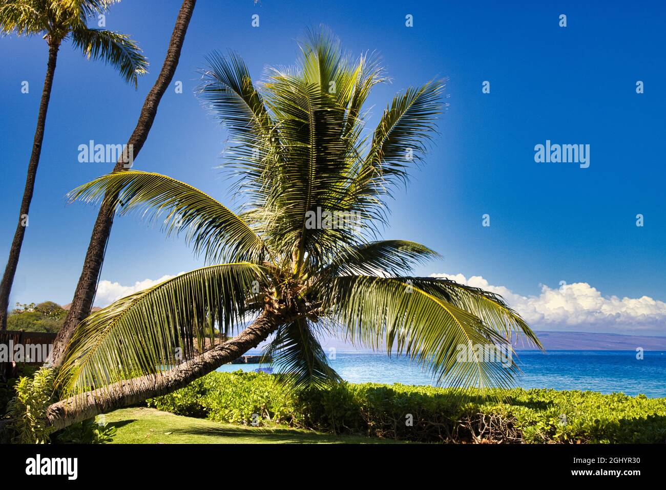 Very unique palm tree growing horizontally on Maui with black rock in