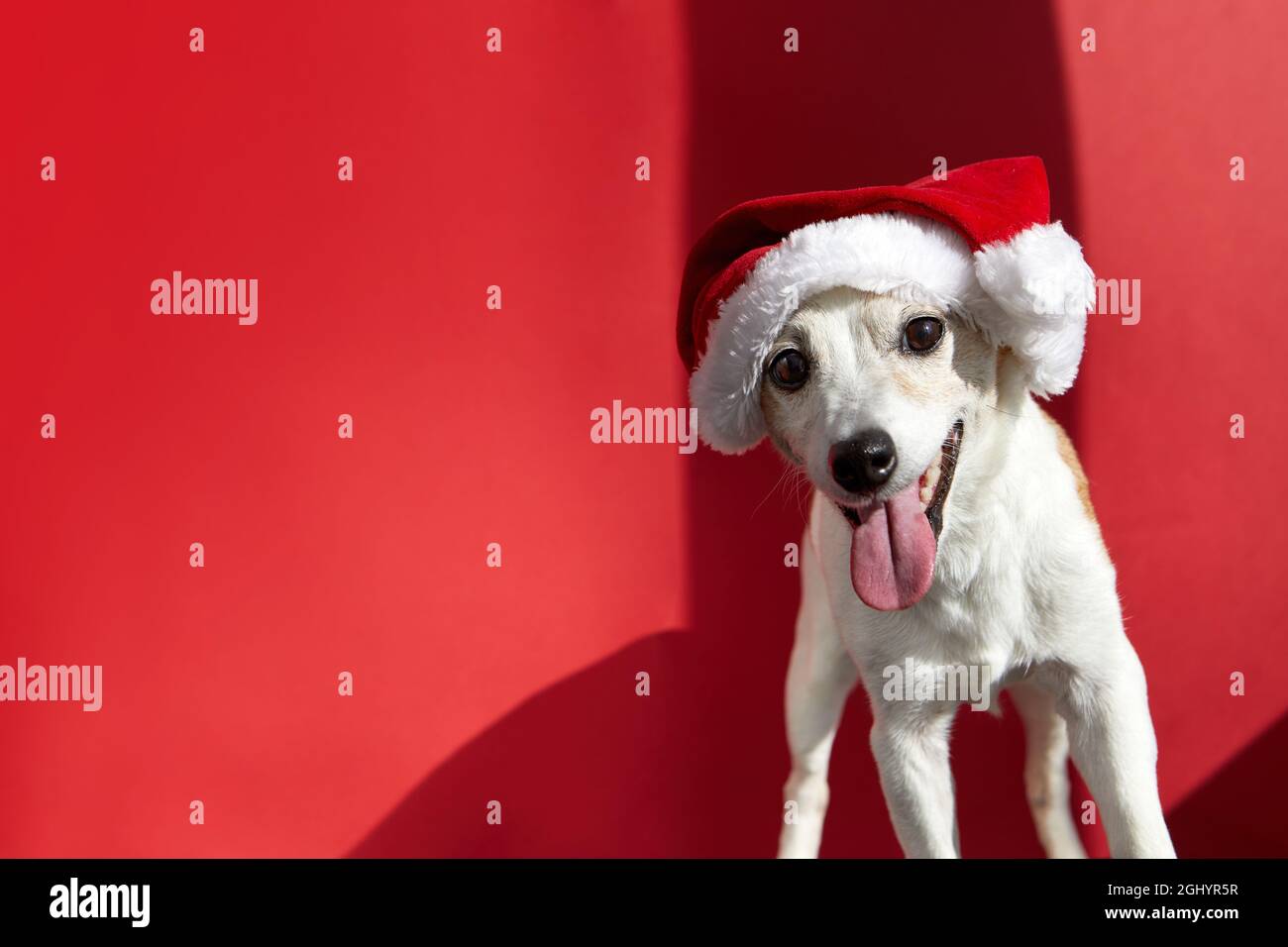 Close up portrait of funny beautiful dog wearing christmas santa hat and red festive scarf looking on camera red background Stock Photo