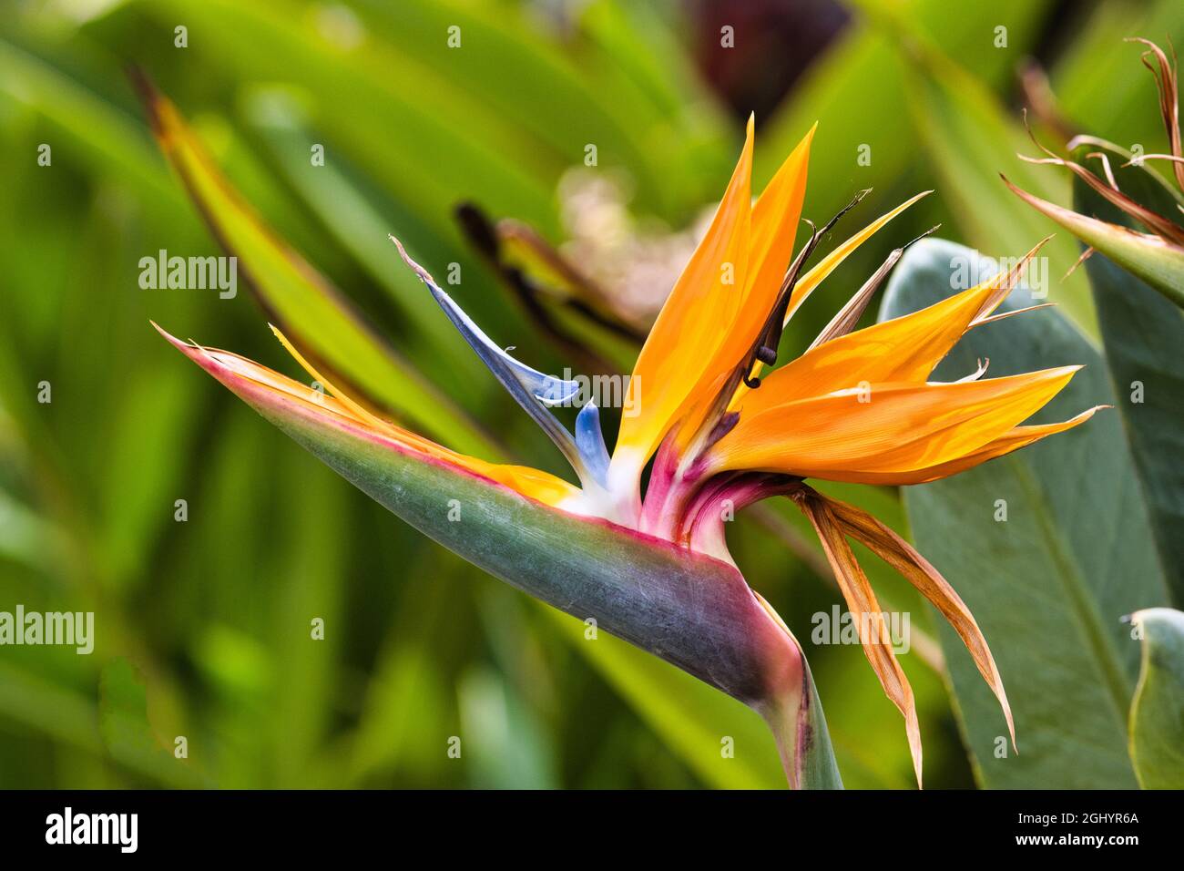 Extremely bright and vivid orange bird of paradise flower in a maui garden Stock Photo