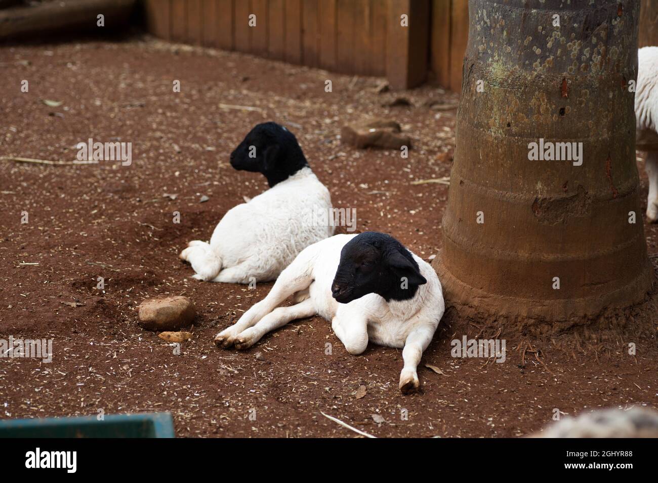 Black Faced Sheep Laying Down Stock Photo - Alamy