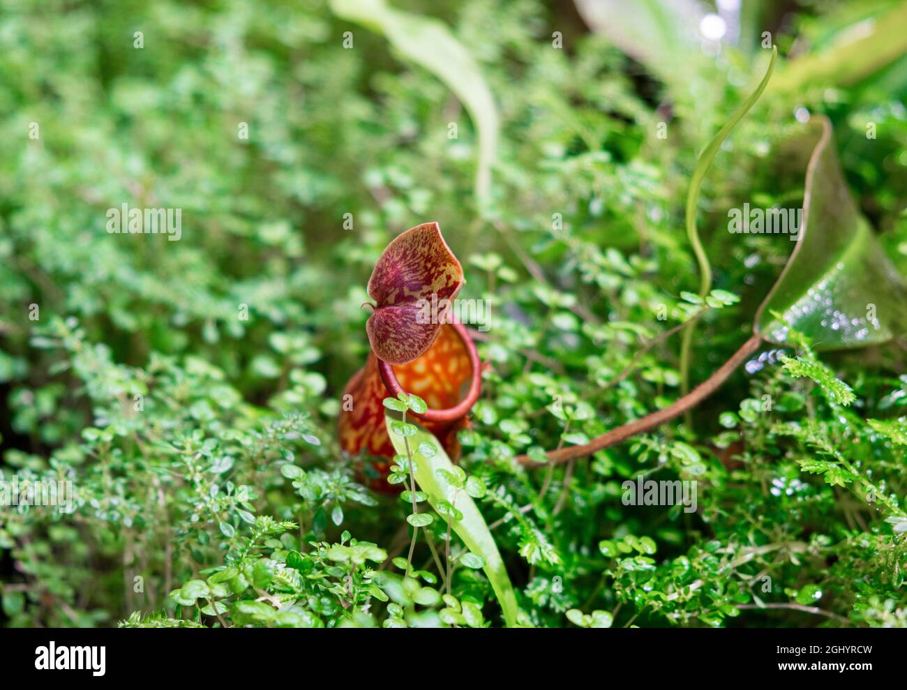 plants are predators. Insect Catcher Plant Botanical Garden. unusual