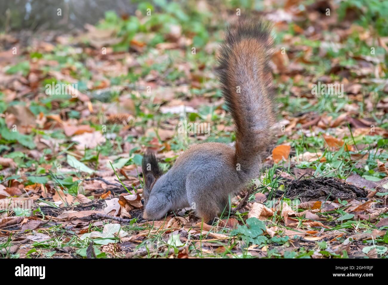 Squirrel in autumn hides nuts on the green grass with fallen yellow