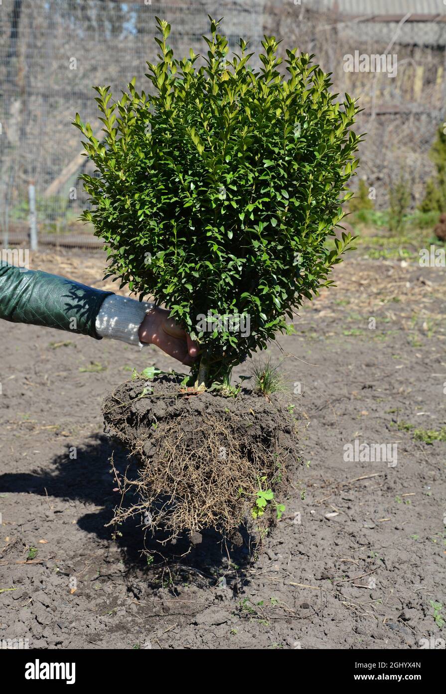 A gardener is planting large boxwood, buxus shrub with big root system