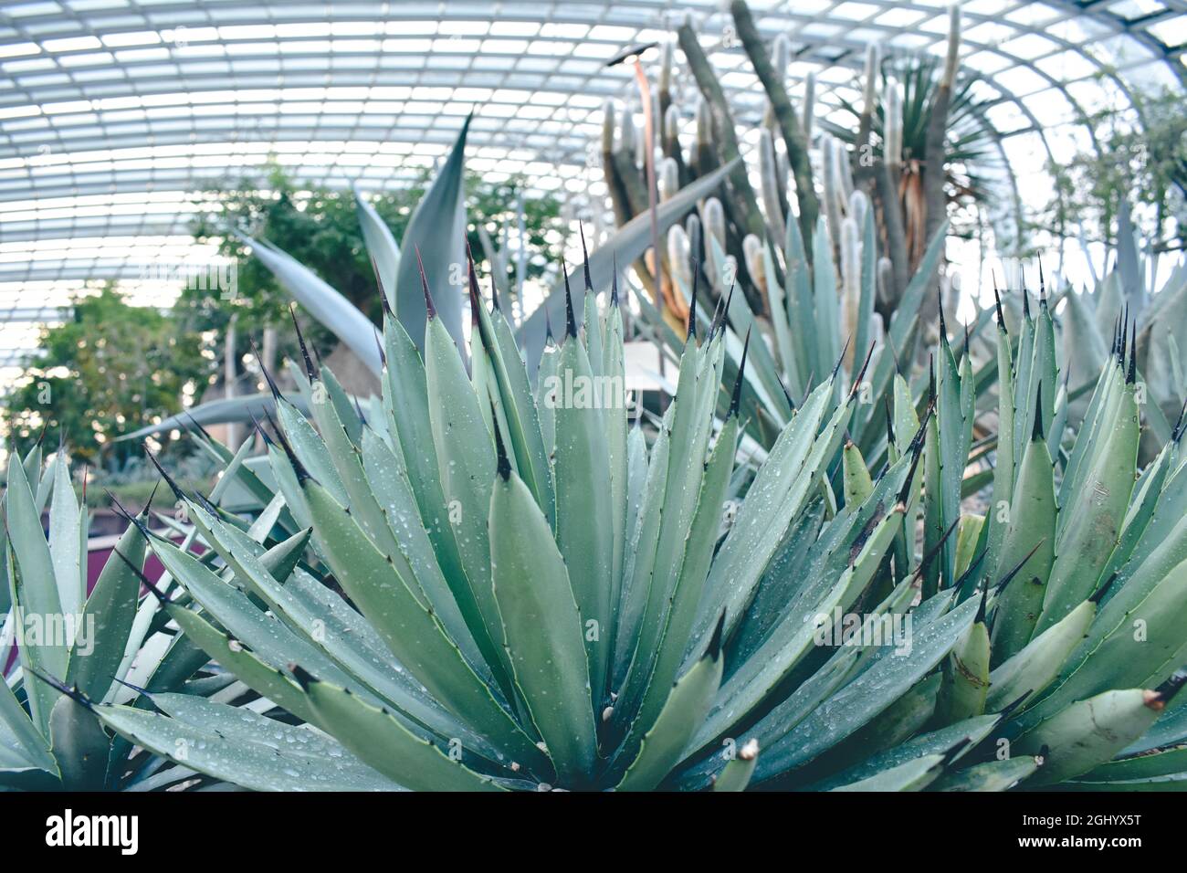 Yucca gloriosa on a greenhouse Stock Photo
