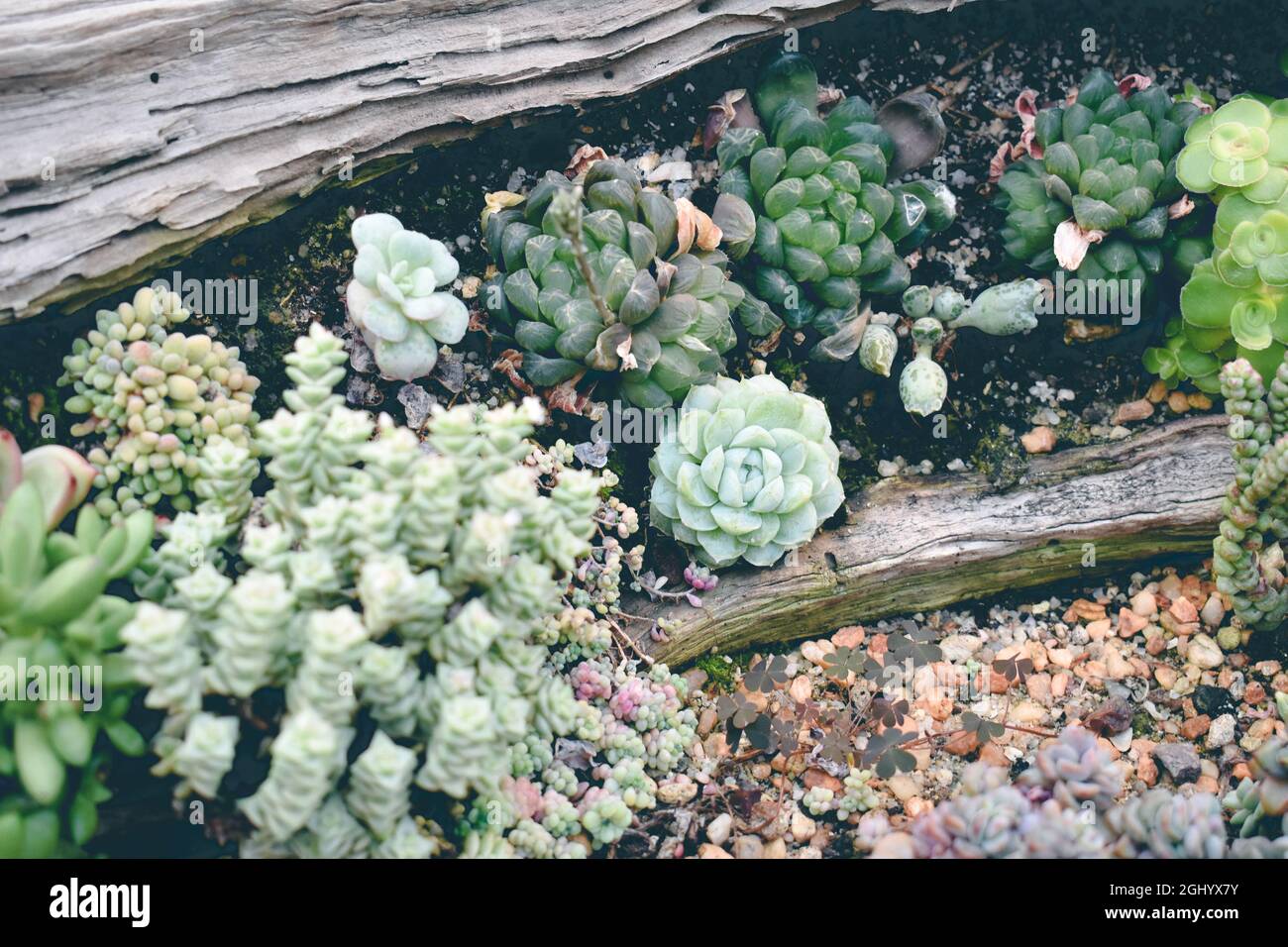 close up shot of succulent plants Stock Photo