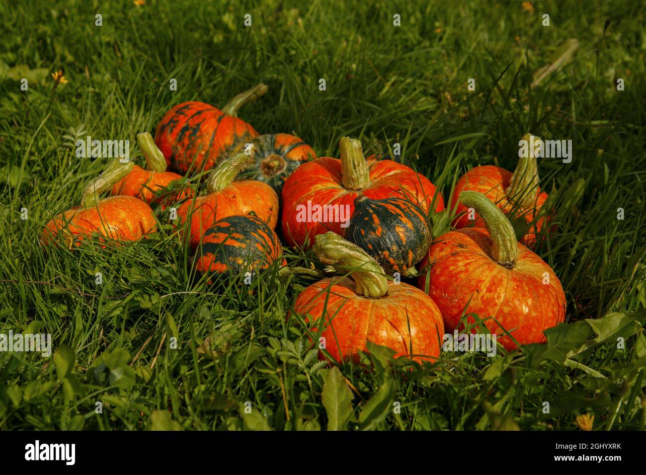 Yellow and red pumpkins among green grass. Selective focus Stock Photo ...