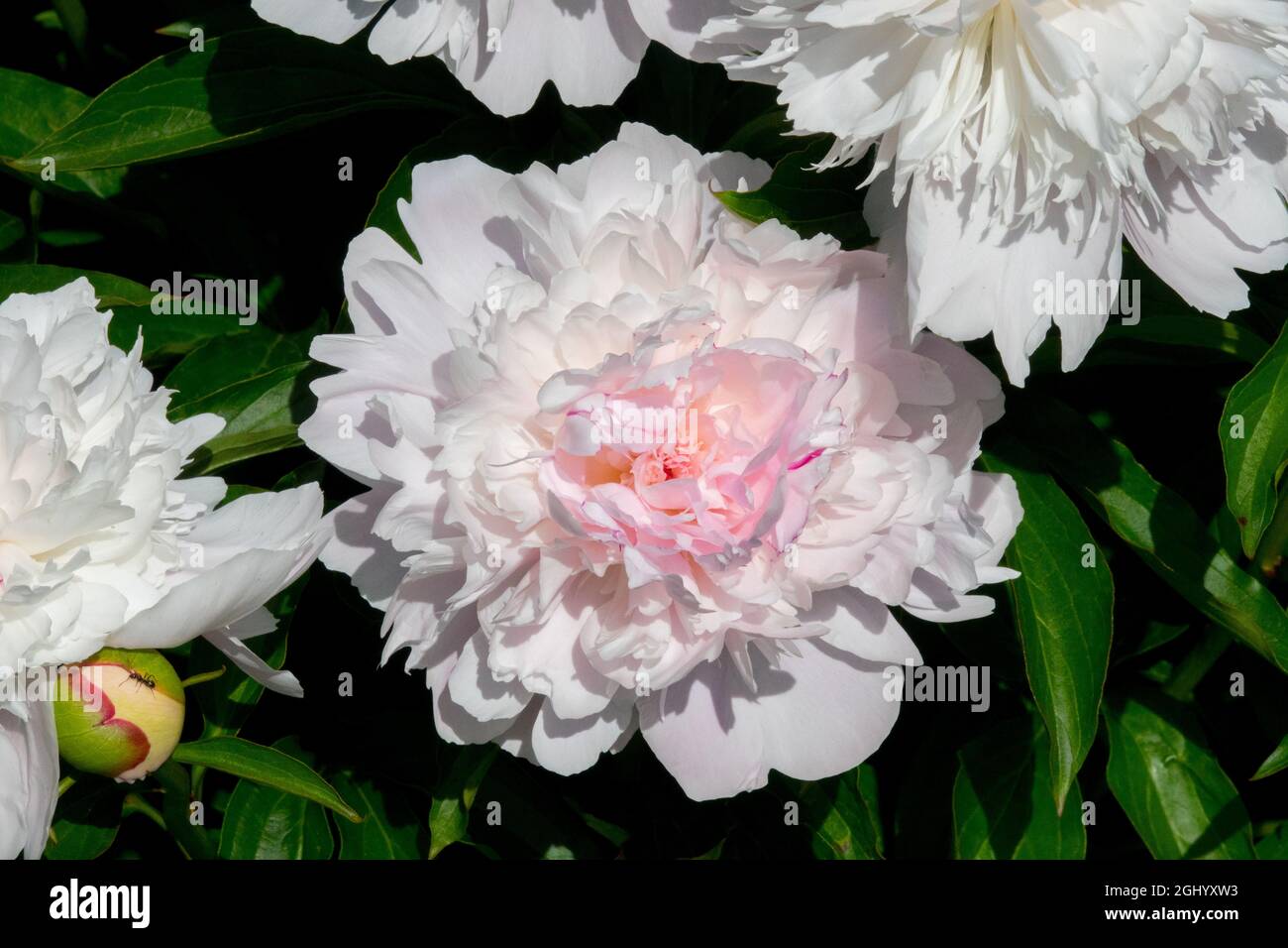 Beautiful White Peony flower 'Noemie Demay' Fragrant White Paeonia lactiflora scented flowers Stock Photo