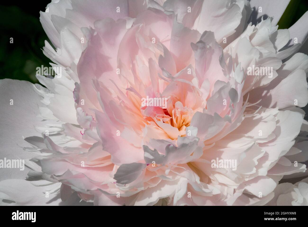 White Peony Paeonia 'Noemie Demay' rose tint flower Stock Photo