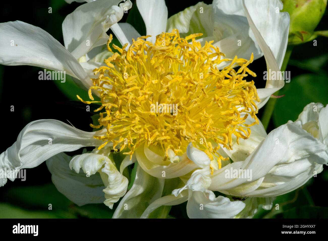 White Peony flower¨Spider Green' Paeonia lactiflora, Narrow, fluted and twisted flower petals, yellow stamens Stock Photo