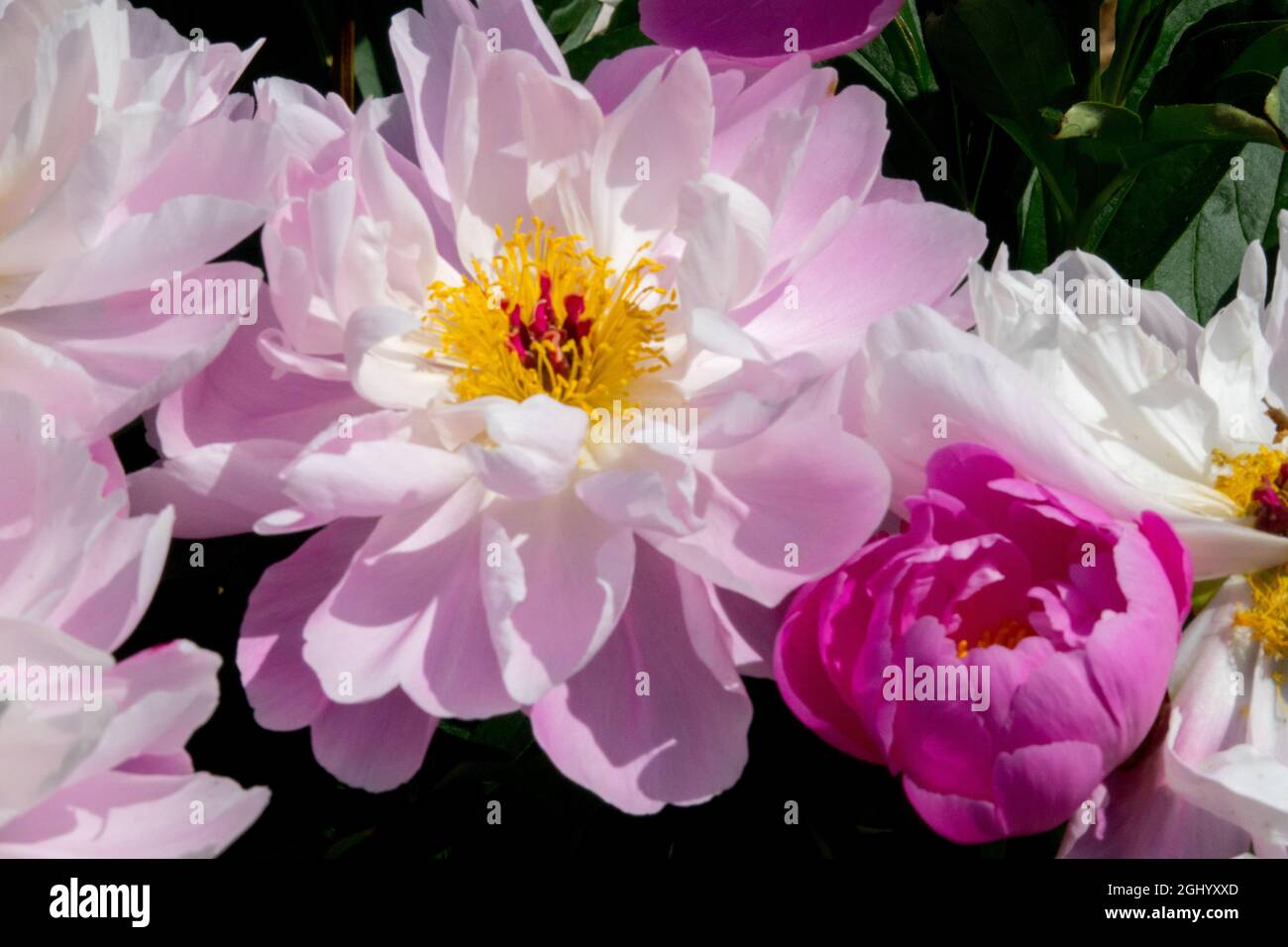 Pink Peony flower¨Pink Delight' Paeonia lactiflora Rose tint Stock Photo