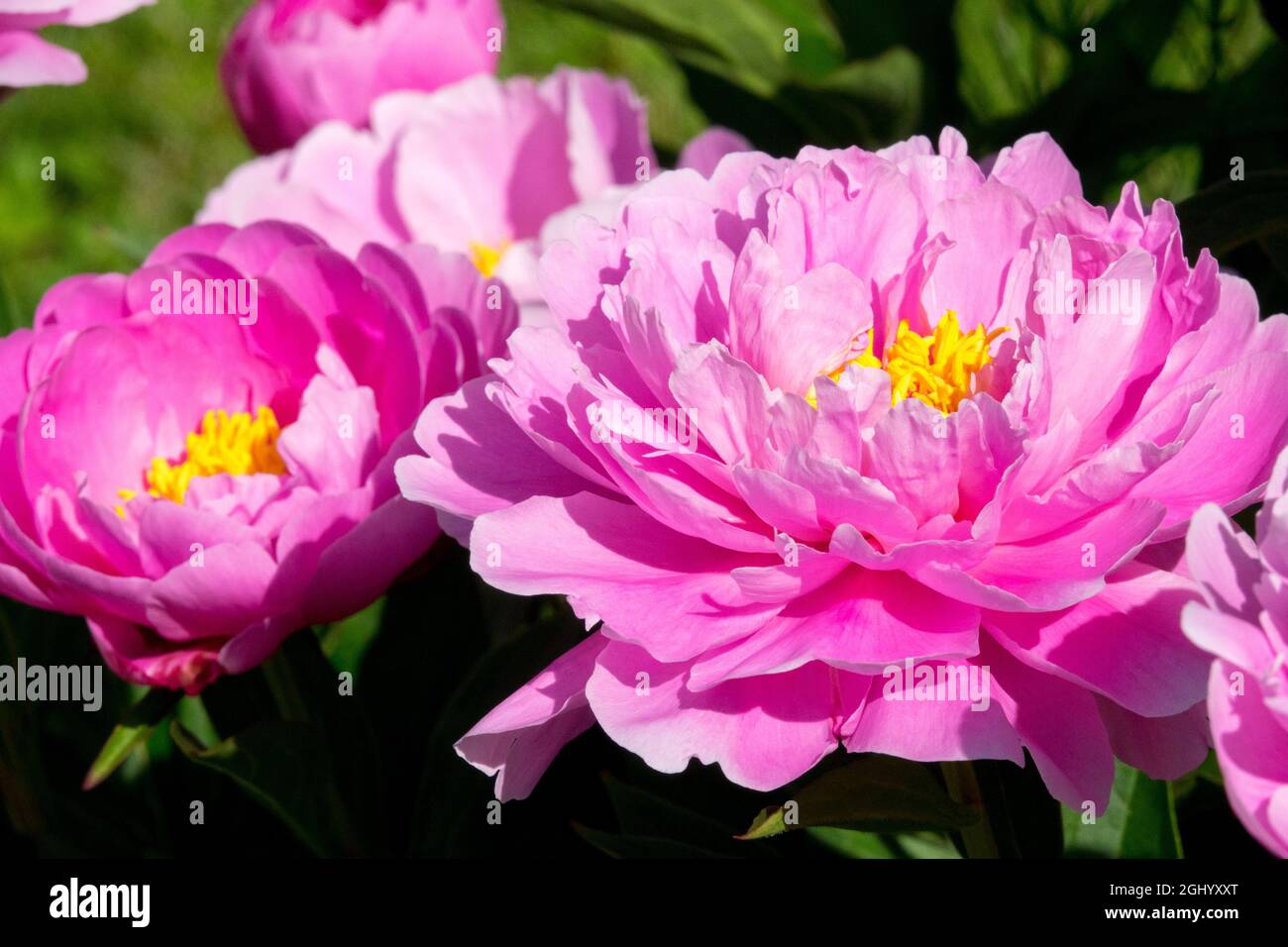Pink Peony flowers 'Ma Petite Cherie' Delicate, dainty short garden peonies fragrant flower Stock Photo
