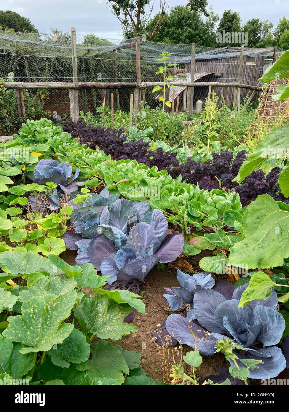 An allotment garden growing vegetables Stock Photo Alamy