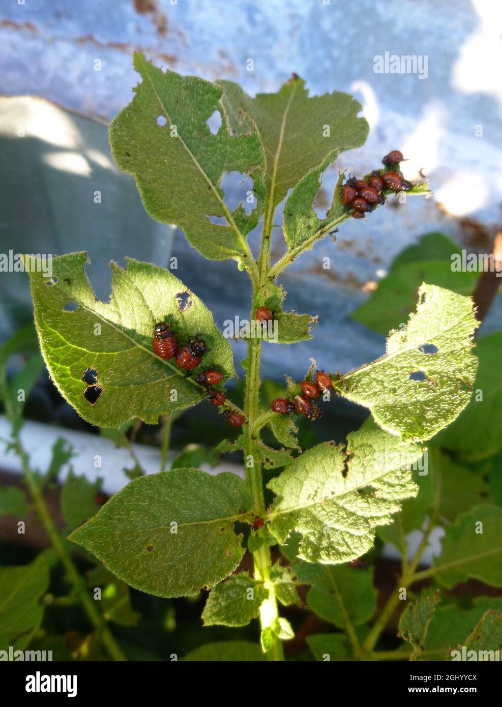 Colorado potato beetle on potato leaves, potato bug, Insect pests on ...