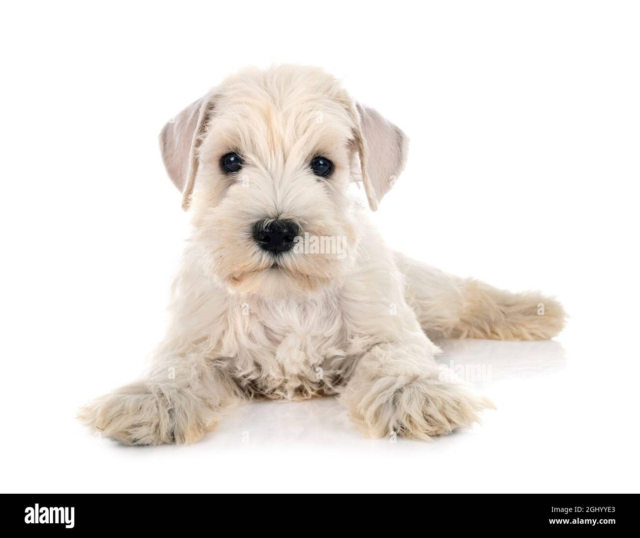 puppy miniature schnauzer in front of white background Stock Photo - Alamy