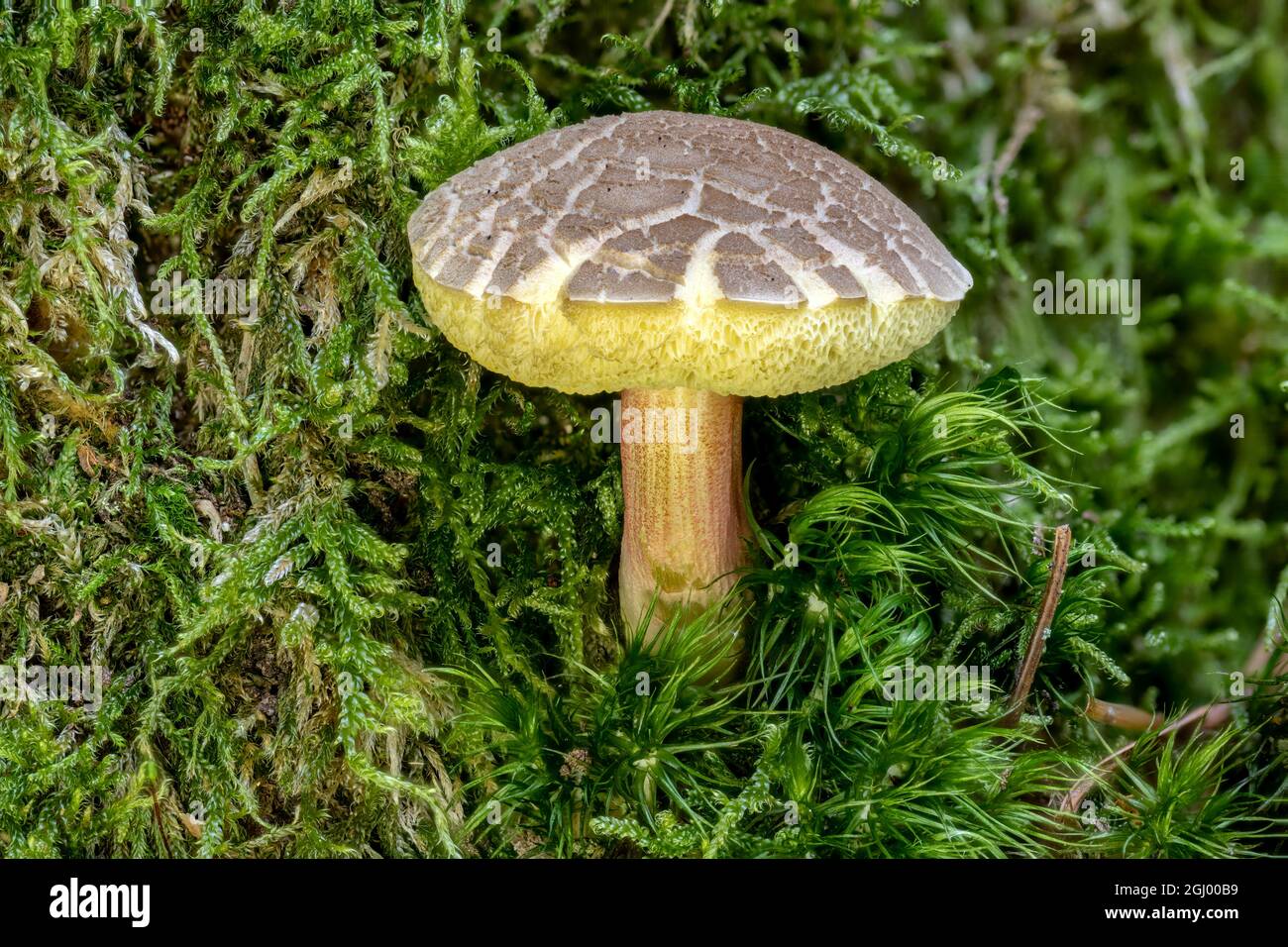 Close up of a red cracked bolete Xerocomellus chrysenteron mushroom between pine needles and moss Stock Photo