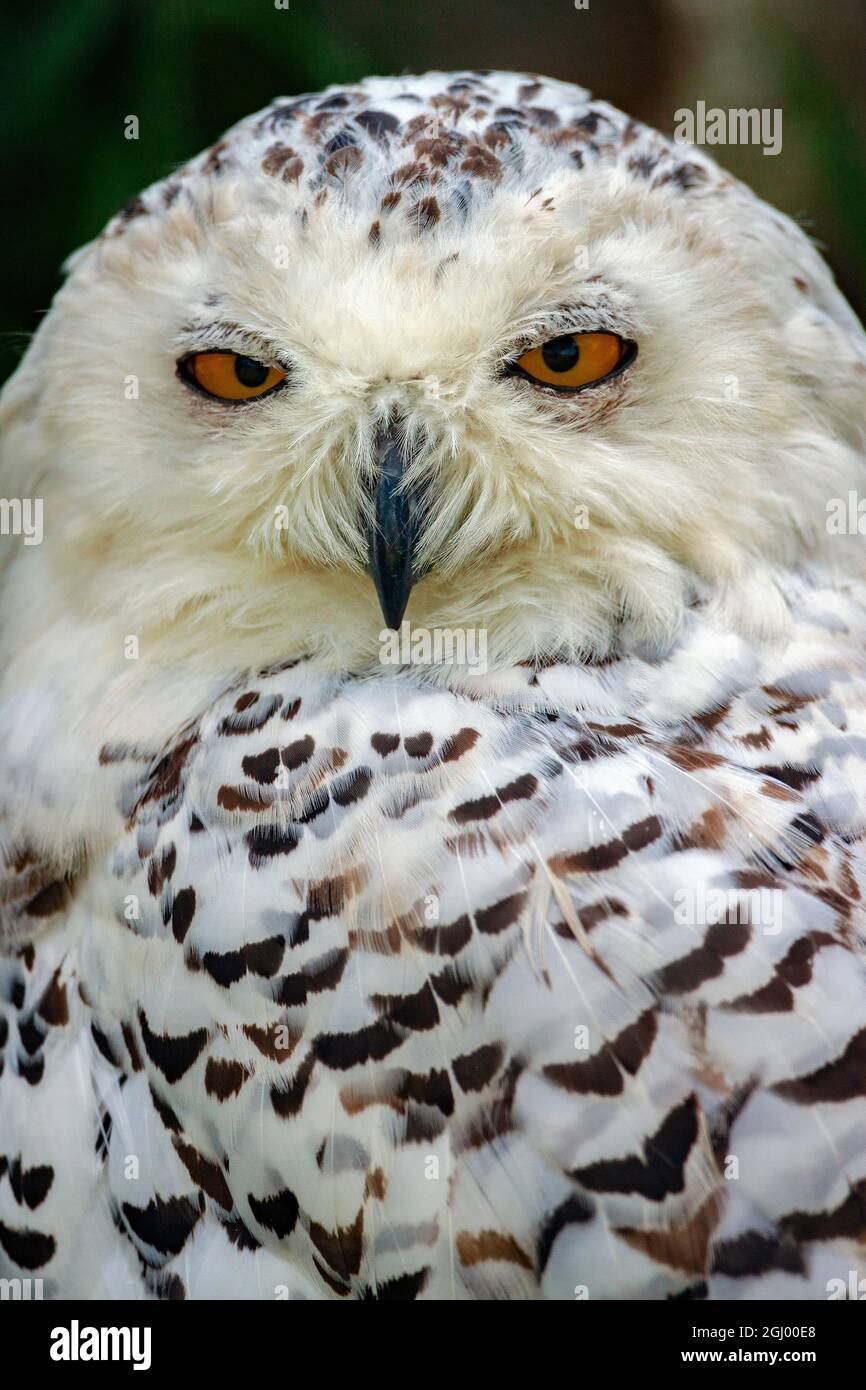 Snowy Owl (Bubo scandiacus), also known as the Arctic Owl Stock Photo ...