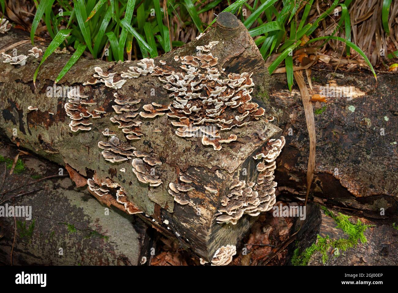 Fungi growing on an old tree stump. Fungi are the principal in ecological systems